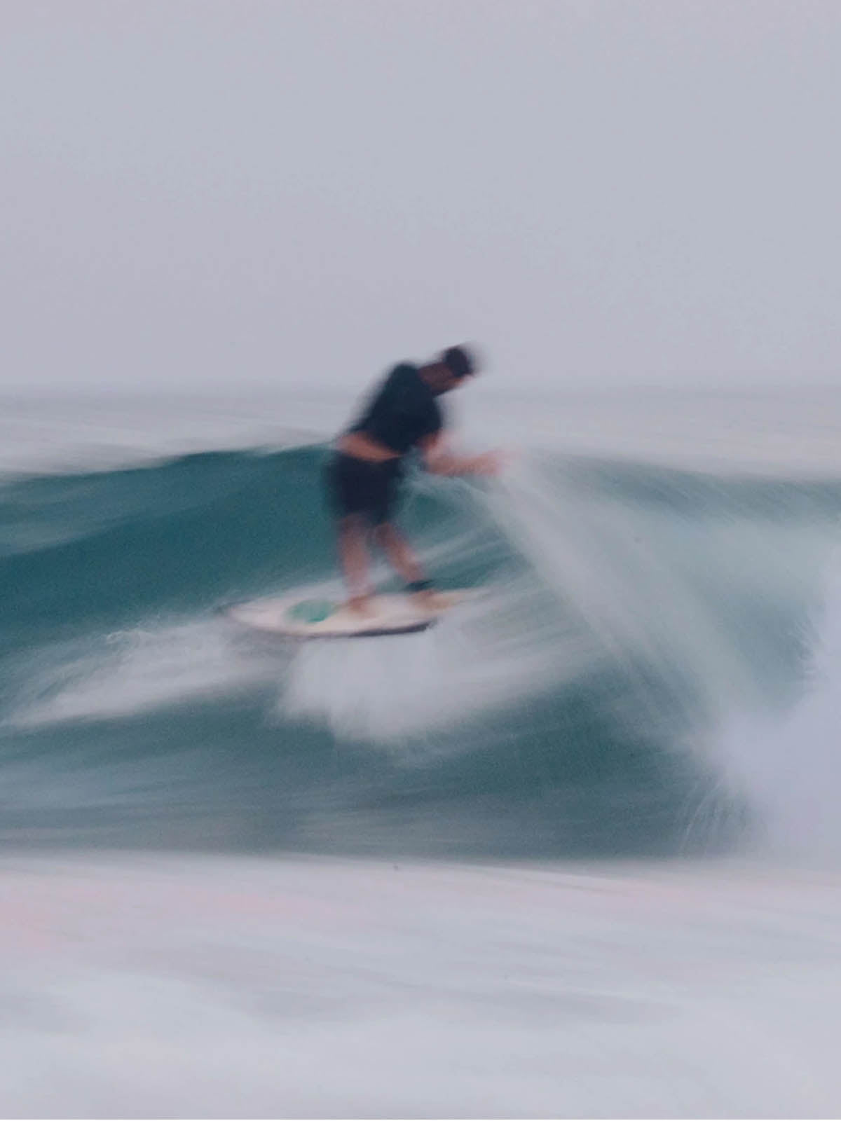 Mollusk Scallop Trunks Deep Forest