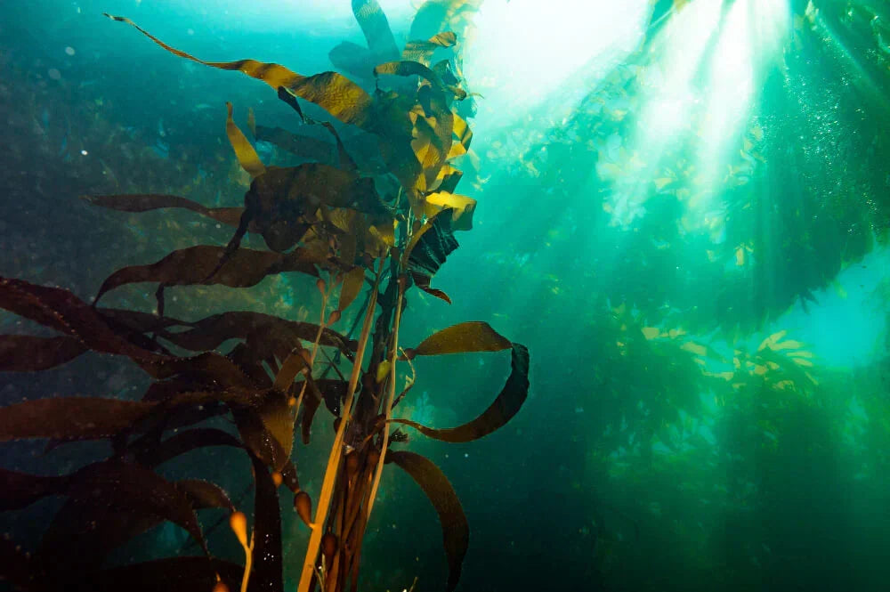 Seacell Visitor Clothing Kollektion - Nachhaltige Kleidung aus Algen